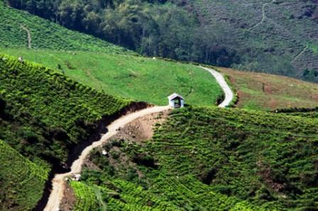 Darjeeling Tea Gardens