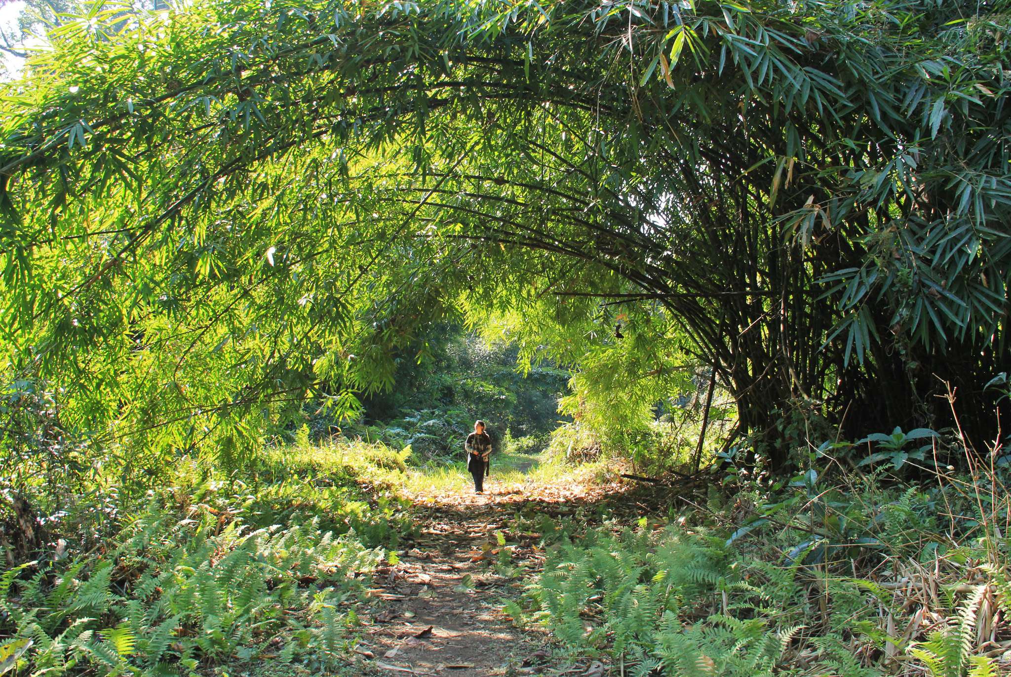 Namdapha National Park Forest View