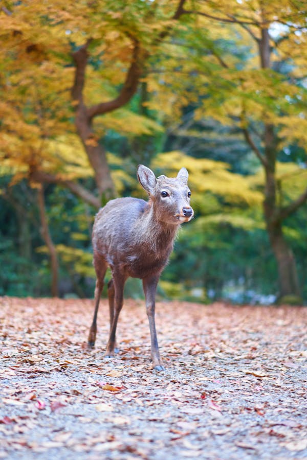 Arrive at Nara & visit the Toda-ji temple and the famous Nara Deer Park. - Image 2