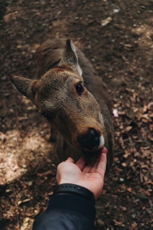 Arrive at Nara & visit the Toda-ji temple and the famous Nara Deer Park. - Image 3